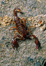Yellow tailed Scorpion (Euscorpius flavicaudis) on rock. Harmless species of southern Europe but also found in southern England
