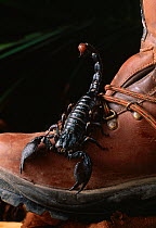 Emperor / Giant African scorpion (Pandinus imperator) on boot, to demonstrate scale