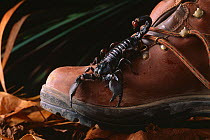 Emperor / Giant African scorpion (Pandinus imperator) on boot, to demonstate scale