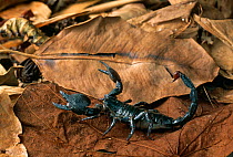 Emperor / Giant African scorpion (Pandinus imperator) on leaf litter