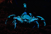 Emperor scorpion (Pandinus imperator) under ultraviolet light. World's largest species of scorpion