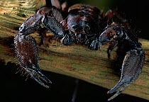 Close up of claws and head of Flat rock scorpion (Hadogenes troglodytes)
