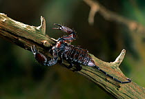 Dorsal view of African Rock Scorpion / Flat rock scorpion (Hadogenes troglodytes) climbing dead branch
