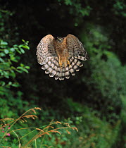 Head on view of Sparrowhawk ( Accipiter nisus) flying in woodland, UK, controlled conditions