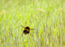 Rear view of Bumblebee (Bombus) in flight over grass, UK