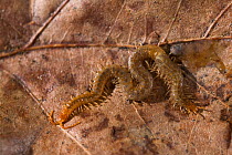 Centipede (Chilopoda) amongst leaf litter, Europe