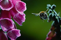 Carder bumblebee (Bombus pascuorum) in flight approaching flowering Foxglove (Digitalis sp) UK