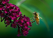 Honeybee (Apis mellifera) taking off from Buddleia flower, UK