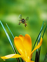 Honeybee (Apis mellifera) flying towards camera over Crocus flower, UK