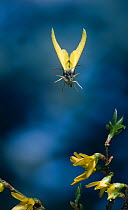 Brimstone butterfly (Gonepteryx rhamni) facing camera in  flight, UK