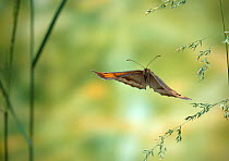 Meadow brown butterfly (Maniola jurtina) in flight, UK