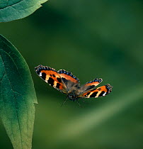 Small tortoishell butterfly (Aglais urticae) in flight, UK