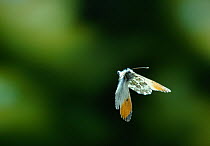 Orange-tip butterfly (Anthocharis cardamines) in flight, UK