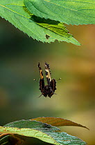 Small tortoiseshell butterfly (Aglais urticae) in flight / landing, UK