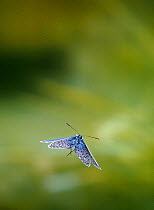 Silver-studied blue butterfly (Plebejus argus) in flight, UK