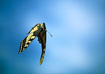Swallow tail butterfly (Papilio machaon) in flight, UK