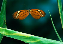 Ithomid butterfly (Eutresis hyperia) in flight