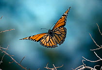 Monarch butterfly (Danaus plexippus) in flight