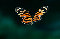 Tiger mimic queen butterfly (Lycorea halia) in flight   Venezuela, South America