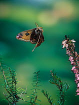 Emperor moth (Saturnia pavonia) in flight over Heather, UK