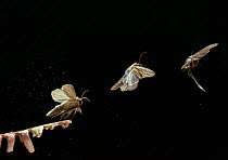 Shoulder striped wainscot moth (Mythimna comma) sequence of three multiflash images of take-off and flight