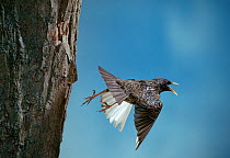 Common starling (Sturnus vulgaris)  flying from tree, calling, UK