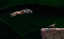 Jumping spider (Plexippus paykulli) leaping onto fly prey, Crete