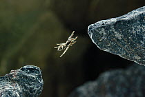 Zebra jumping spider (Salticus scenicus) leaping