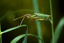 Meadow grasshopper (Chorthippus parallelus) instant of take-off, UK