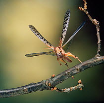 Desert locust (Schistocerca gregaria) in flight, North Africa
