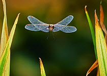 Common darter dragonfly (Sympetrum striolatum) in flight, UK