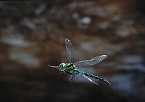 Southern Ashna / Southern Hawker dragonfly (Aeshna cyanea) in flight, UK