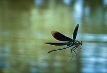 Male beautiful demoiselle / Common agrion damselfly (Calopteryx virgo) in flight over water, England