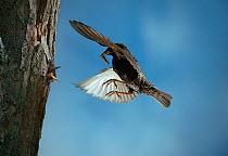 Common starling (Sturnus vulgaris) adult in flight, approaching nest hole with prey to feed chicks, UK
