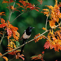 Magpie (Pica pica) perching in branches, Autumn, UK