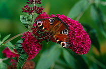 Peacock butterfly (Inachis Io) feeding on Buddleia, UK