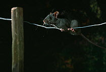 Black rat (Rattus rattus) balanced on wire fencing at night, controlled conditions