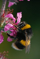 White tailed Bumble bee (Bombus lucorum) on Willowherb flower, UK