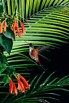 Amazilia hummingbird (Amazilia amazilia) in flight approaching tropical flower, South America, controlled conditions