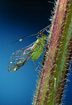 Green aphid / Greenfly (Aphidoidea) extracting sap from stem of nettle, UK