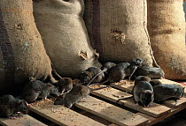 Brown rats feeding in grain store (Rattus norvegicus) UK, controlled conditions