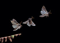Iron prominent moth (Notodonta dromedarius) in flight, sequence of three multi-flash images