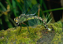 Female Southern hawker dragonfly (Aeshna cyanea)egg-laying on moss covered log, UK