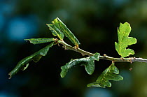 Oak leaves rolled by larva of Green oak roller moth (Tortrix viridana) UK
