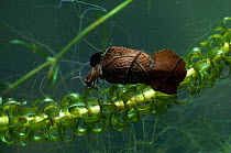 Caddis fly larva (Limnephilus) in case made from a leaf, UK