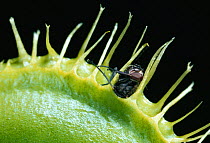 Venus fly trap (Dionaea muscipula) with caught fly prey