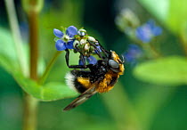 Hoverfly (Volucella bombylans) feeding on flower. This species is a Bumblebee mimic, UK