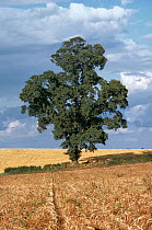 English Elm (Ulmus procera) in hedgerow between two fields culitvated for cereals, UK