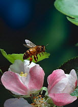 Honey bee (Apis mellifera) foraging on fruit tree blossom, UK