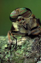 Head portrait of Horsefly (Tabanus) showing compound eye, UK